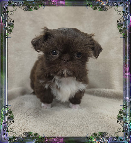 Tiny little female chinese imperial shih tzu puppies for sale teacup